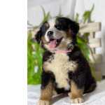 Bernese Mountain Dog BERNESE MOUNTAIN FEMEA So Paulo Guarulhos