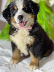 BERNESE MOUNTAIN MACHO