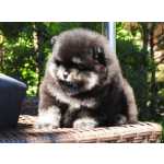 Spitz Alemo SPITZ ALEMO ANO PRETO CANELA