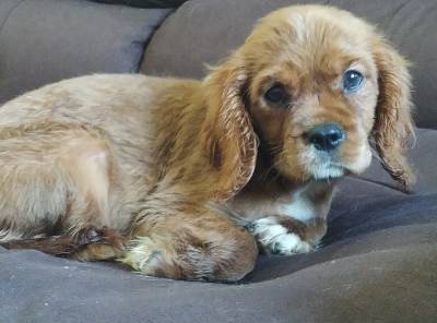 Cavalier King Charles Spaniel Fêmea e macho pedigree CBKC Cavalier King Charles Spaniel Fêmea e macho pedigree CBKC