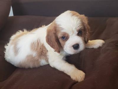 Cavalier King Charles Spaniel macho e fmea pedigree CBKC