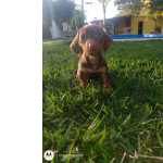 Dachshund FILHOTES DE BASSET CHOCOLATE So Paulo Granja Viana