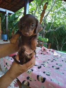 FILHOTES DE BASSET CHOCOLATE