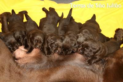 Labradores Retriever - Chocolate Labradores Retriever - Chocolate