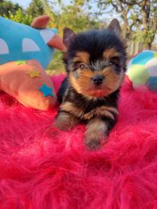 YORKSHIRE TERRIER MACHO