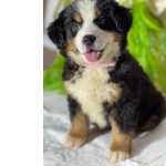 Bernese Mountain Dog BERNESE MOUNTAIN FEMEA