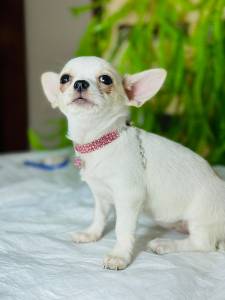 Chihuahua FEMEA micro BRANCO