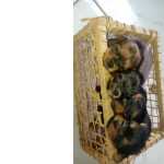 Yorkshire Terrier York