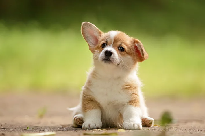 lindos Filhotes de Corgis