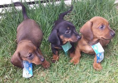 BASSET MINI TECKEL MACHOS  E FMEAS PRETO CANELA E DOURADO PARC DEZ X ENTREGO HOJE CHAMA NO ZAP