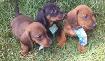 BASSET MINI TECKEL MACHOS  E FMEAS PRETO CANELA E DOURADO PARC DEZ X ENTREGO HOJE CHAMA NO ZAP