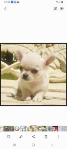Chihuahua macho pelo longo lindissimo