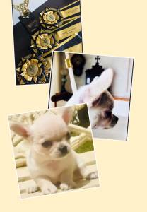 Chihuahua macho pelo longo lindissimo