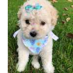 Poodle Toy FILHOTES DE POODLE TOY So Paulo Granja Viana