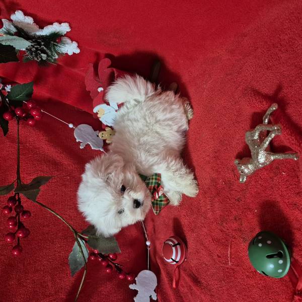 BICHON FÊMEA CRIADORA REGISTADA NA DGAV BICHON FÊMEA CRIADORA REGISTADA NA DGAV