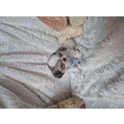 Shih-tzu SHIH-TZU MINIATURA CRIADORA REGISTADA NA DGAV 