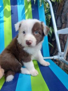 FILHOTE DE BORDER COLLIE MACHO CHOCOLATE