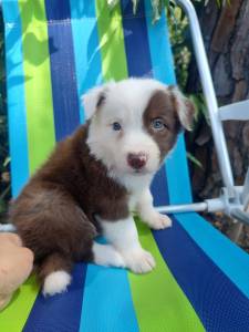 FILHOTE DE BORDER COLLIE MACHO CHOCOLATE