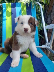 FILHOTE DE BORDER COLLIE MACHO CHOCOLATE