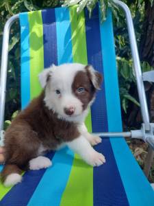 FILHOTE DE BORDER COLLIE MACHO CHOCOLATE