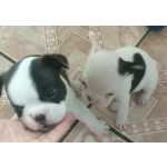 Bulldog Francs BULLDOG FRANCS MACHOS  ENTREGO HOJE CHAMA NO ZAP Bahia 45653-005