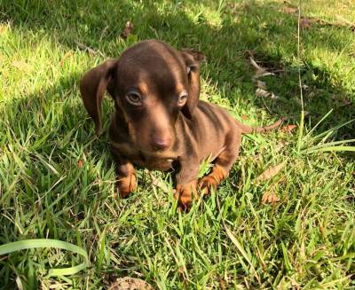 BASSET MINI TECKEL ALERQUIM E CHOCOLATE MACHOS ENTREGO HOJE CHAMA NO ZAP