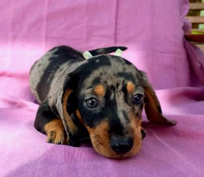 BASSET MINI TECKEL ALERQUIM E CHOCOLATE MACHOS ENTREGO HOJE CHAMA NO ZAP