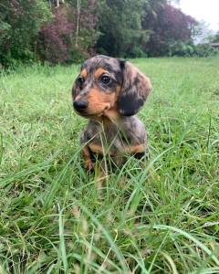 Dachshund miniatura pelo curto e longo filhotes disponveis Canil Enchantress