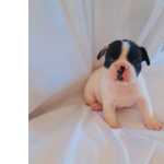 Bulldog Francs BULLDOG FRANCES FEMEA So Paulo Guarulhos