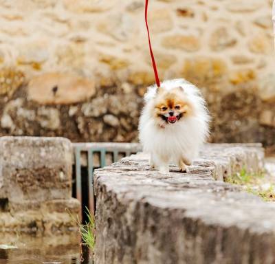 Spitz Alemo ano- Lulu Pomernia com LOP