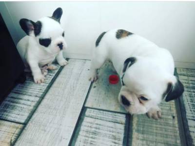 BULLDOG FRANCS LINDOS MACHOS FILHOTES DE ALTO PADRO ENTREGO HOJE CHAMA NO ZAP