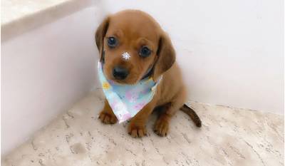 Basset Mini salsicha Dachshund ou teckel Cofap s machos BAIXEI o preo parc Dez x entrego hoje