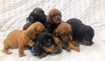 Basset Mini salsicha Dachshund ou teckel Cofap s machos BAIXEI o preo parc Dez x entrego hoje