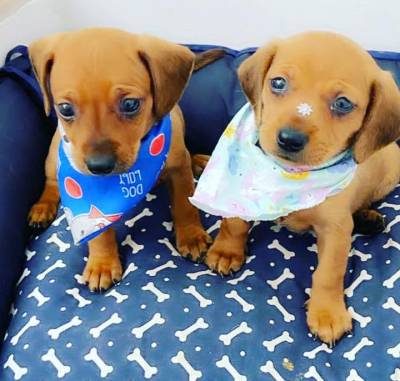 Basset Mini salsicha Dachshund ou teckel Cofap s machos BAIXEI o preo parc Dez x entrego hoje