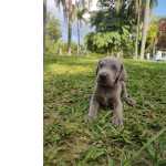 Weimaraner Filhotes de weimaraner So Paulo So Paulo