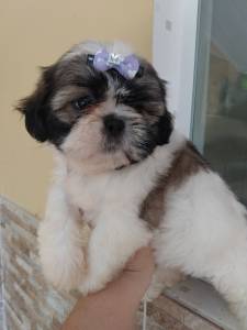 Shih-tzus fmeas