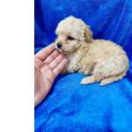 Poodle Toy FILHOTE DE POODLE MACHO So Paulo Granja Viana