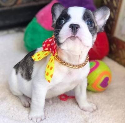 BULLDOG FRANCES BRANCO FULVO