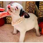 Bulldog Francs BULLDOG FRANCES TOP