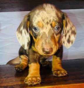 FILHOTES DE BASSET TECKEL ALERQUIN E CHOCOLATES