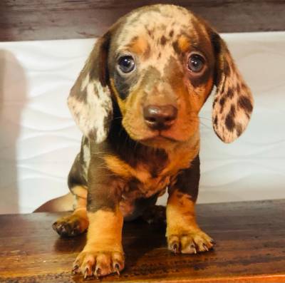 FILHOTES DE BASSET TECKEL ALERQUIN E CHOCOLATES