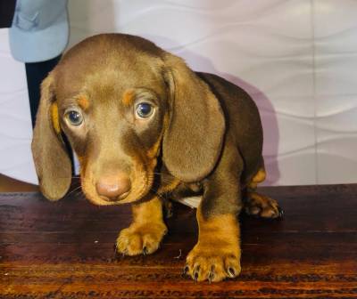 FILHOTES DE BASSET TECKEL ALERQUIN E CHOCOLATES