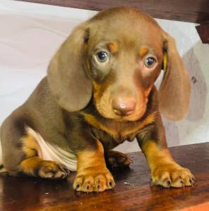 FILHOTES DE BASSET TECKEL ALERQUIN E CHOCOLATES