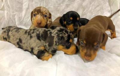 BASSET MINI TECKEL LINDOS MACHOS E FMEAS CHOCOLATE ALERQUIM PARC ENTREGO HOJE CHAMA NO ZAP