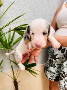 BASSET MINI TECKEL MACHOS E FMEAS ALERQUIM CHOCOLATE ENTREGO HOJE CHAMA NO ZAP