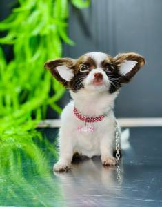 CHIHUAHUA FEMEA PELO LONGO MICRO