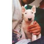 Bull Terrier Bull Terrier So Paulo So Paulo
