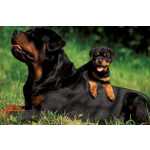 Rottweiler Rottweiller So Paulo So Paulo
