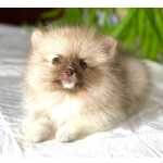 Spitz Alemo SPITZ ALEMO CHOCOLATE