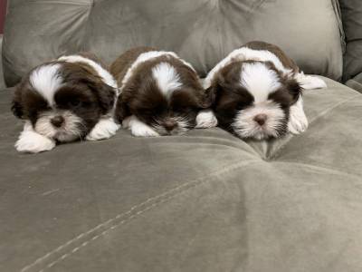 Shih-tzu lindos filhotes disponveis canil Enchantress